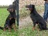  - Journée Beauceronne de Meulan