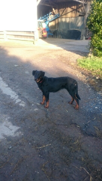 Lixia dite lola du Trefle Noir