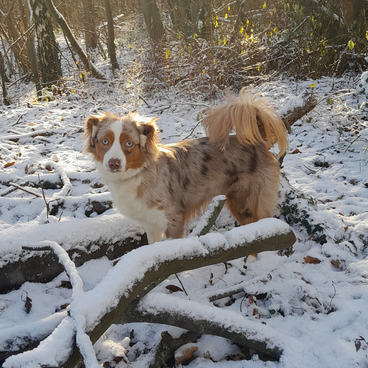 Anna bella diva du Trefle Noir