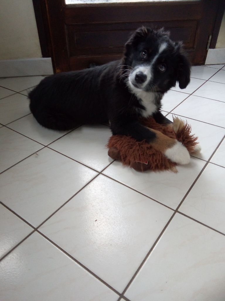 Joli chiot femelle disponible.