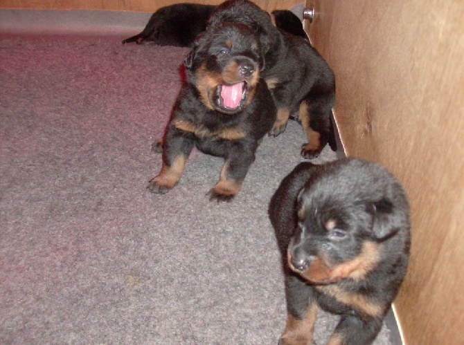 Les bébés de Gassie grandissent !