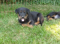 Maeli