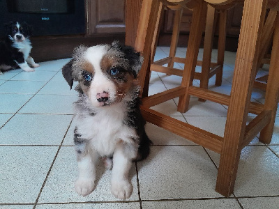 CHIOT 2